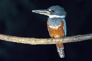 Megaceryle: Ringed Kingfisher (Megaceryle torquata)