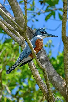 Megaceryle: Ringed kingfisher (Megaceryle torquata), Pantanal