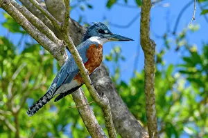 Megaceryle: Ringed kingfisher (Megaceryle torquata), Pantanal