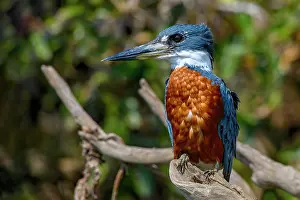 Megaceryle: Ringed kingfisher (Megaceryle torquata), Pantanal