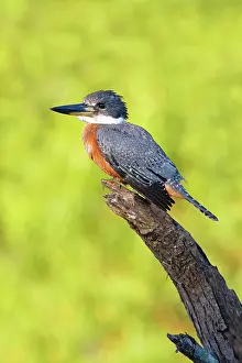 Cameron: Ringed Kingfisher (Megaceryle torquata) perched