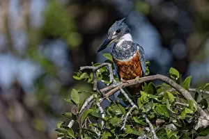 Pantanal: Ringed kingfisher, Pantanal, Brazil