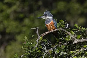 Pantanal: Ringed kingfisher, Pantanal, Brazil