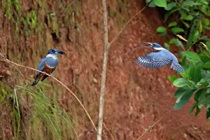 Kingfisher: ringed kingfisher perched along the Rio Frio River in Costa