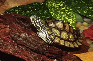 Sawback: Ringed Map Turtle