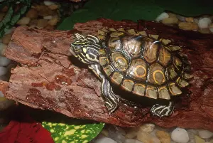 Sawback: Ringed Map Turtle