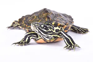 Anapsida: Ringed map turtle (Graptemys oculifera) on white