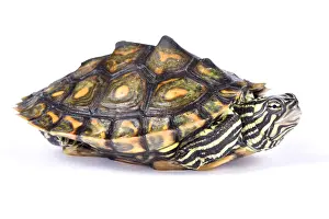 Anapsida: Ringed map turtle (Graptemys oculifera) on white