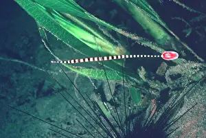 Doryrhamphus: Ringed Pipe fish - hiding in spines of toxic Diadema