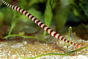 Doryrhamphus: Ringed Pipefish