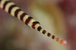 Pipefish: Ringed Pipefish