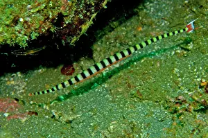 Pipefishes: Ringed Pipefish - male with eggs