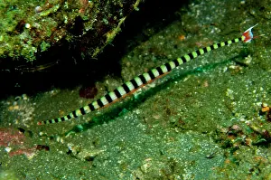 Pipefishes: Ringed Pipefish - male with eggs - unique to this