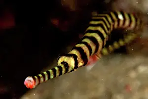 Mabul: Ringed Pipefish snout