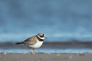 Holstein: Ringed Plover
