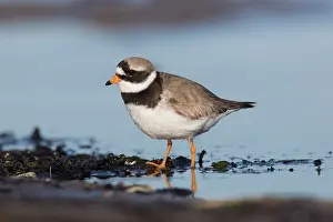 Holstein: Ringed Plover