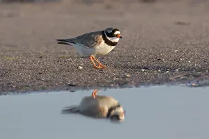 Holstein: Ringed Plover