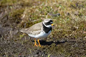 Plover: Ringed Plover