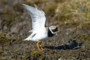 Plover: Ringed Plover