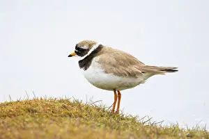 Plover: Ringed Plover