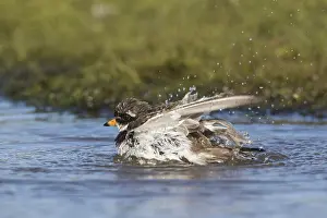 Plovers: Ringed Plover - adult bird bathing - Norway
