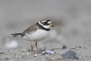 Charadrius: Ringed Plover - adult bird in breeding plumage -