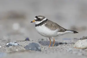Charadrius: Ringed Plover - adult bird in breeding plumage -