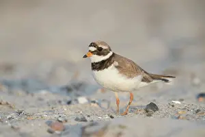 Charadrius: Ringed Plover - adult bird in breeding plumage - Germany