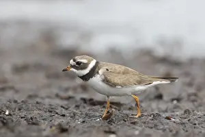 Plovers: Ringed Plover - adult bird in breeding plumage - Sweden