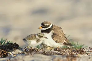 Charadrius: Ringed Plover - adult bird holding her chicks under