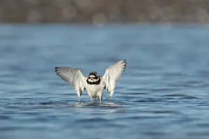 Charadrius: Ringed Plover - bathing plover in breeding plumage