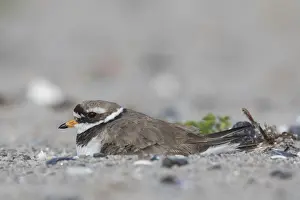 Charadrius: Ringed Plover - breeding bird - Germany