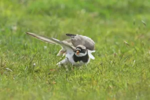 Feigning: Ringed Plover - Broken Wing Display