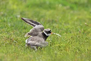 Feigning: Ringed Plover - Broken Wing Display