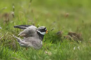 Feigning: Ringed Plover - broken wing display