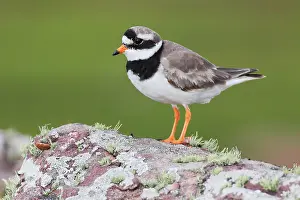 Charadrius: Ringed plover (Charadrius hiaticula), Ringed plover