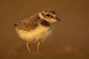 Charadrius: Ringed plover (Charadrius hiaticula), chick, Texel