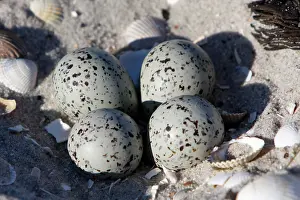 Charadrius: Ringed Plover (Charadrius hiaticula), clutch of