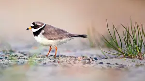 Charadrius: Ringed Plover (Charadrius hiaticula) Dune landscape