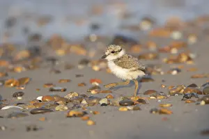 Coasts: Ringed plover (Charadrius hiaticula) juvenile baby chick wading bird walking on a beach in summer