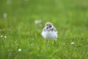 Vunerable: Ringed Plover - chick