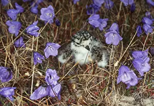 Plovers: RINGED PLOVER - chick in flowers
