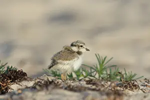 Charadrius: Ringed Plover - chick - Germany