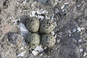Charadrius: Ringed Plover - clutch - Germany