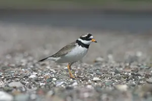 Kindom: Ringed Plover - At Corsethorn Beach