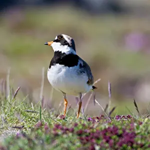 Charadrius: Ringed Plover in flowered field near latrabjerg