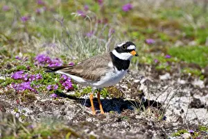 Charadrius: Ringed Plover in flowered field near latrabjerg