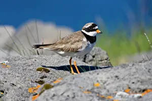 Charadrius: Ringed Plover in flowered field near latrabjerg