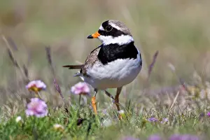 Charadrius: Ringed Plover in flowered field near latrabjerg