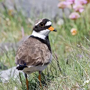 Charadrius: Ringed Plover in flowered field near latrabjerg